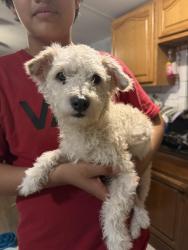 Found/Stray Male Dog last seen South Cobb drive , Smyrna, GA 30082