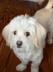 Lost Female Dog last seen Flax pond, Lynn, MA 01904