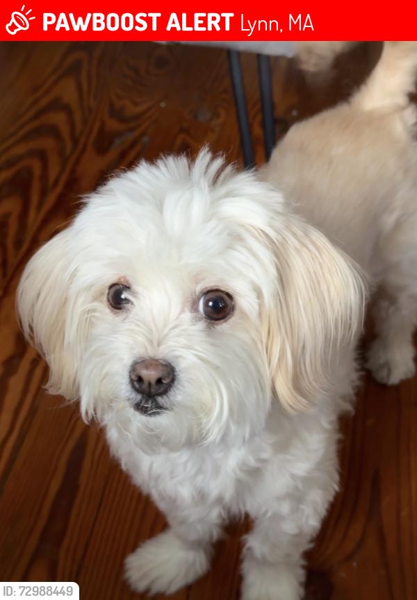 Lost Female Dog last seen Flax pond, Lynn, MA 01904
