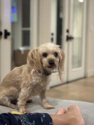Lost Male Dog last seen Reseda, Los Angeles, CA 91356