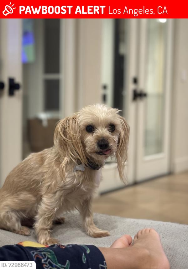 Lost Male Dog last seen Reseda, Los Angeles, CA 91356