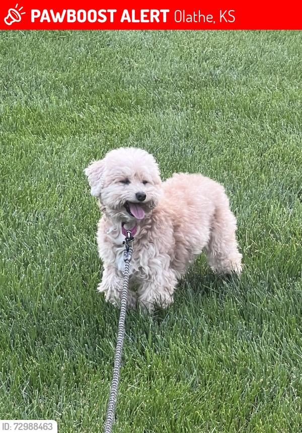 Lost Female Dog last seen College and woodland , Olathe, KS 66063