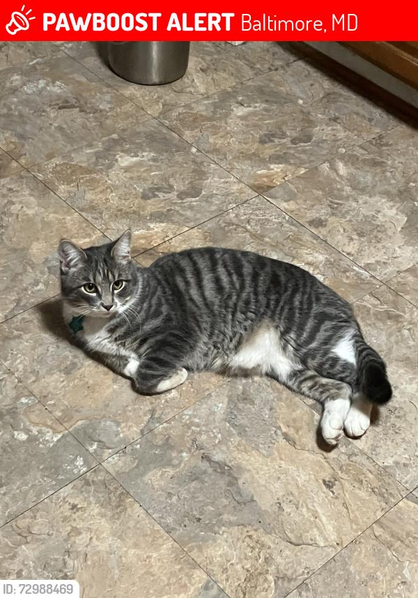 Lost Male Cat last seen hammonds ln & sunnyfield ln, Baltimore, MD 21225