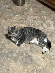 Lost Male Cat last seen hammonds ln & sunnyfield ln, Baltimore, MD 21225