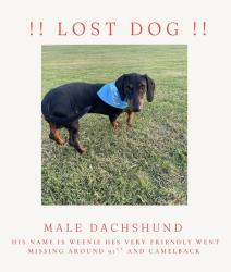 Lost Male Dog last seen 91st Ave and camelback, Glendale, AZ 85305