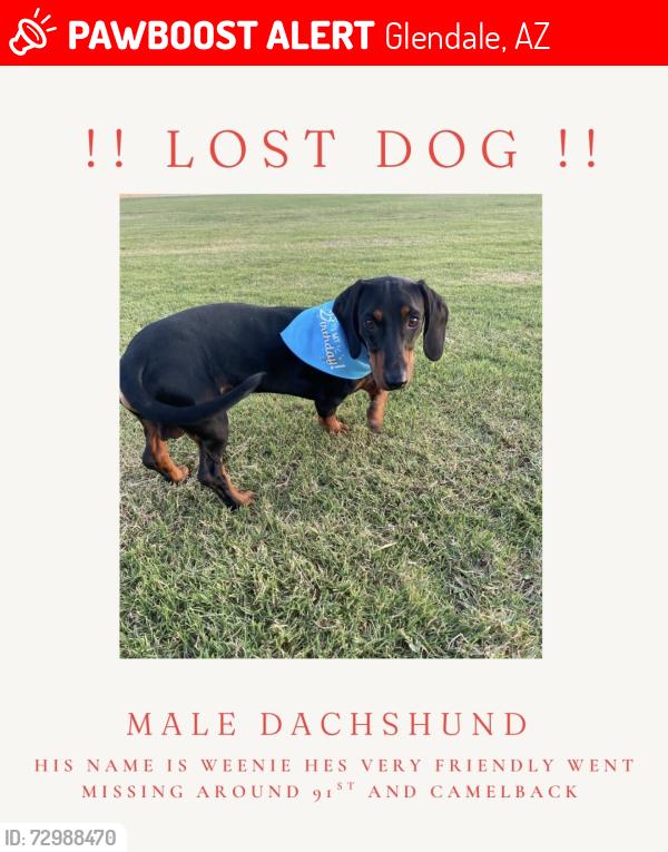 Lost Male Dog last seen 91st Ave and camelback, Glendale, AZ 85305