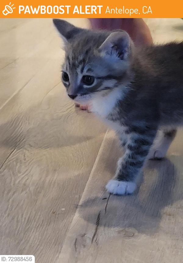 Found/Stray Male Cat last seen Cedar meadow dr and silverside dr, Antelope, CA 95843