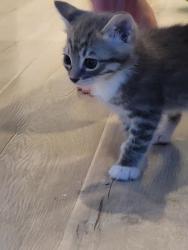 Found/Stray Male Cat last seen Cedar meadow dr and silverside dr, Antelope, CA 95843