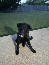 Found/Stray Male Dog last seen Wedgwood east, Fort Worth, TX 76133