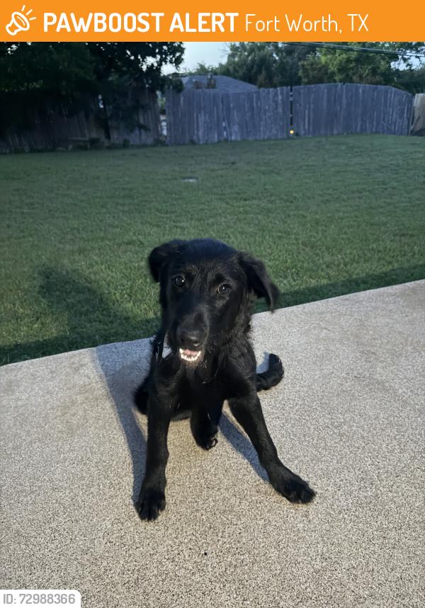 Found/Stray Male Dog last seen Wedgwood east, Fort Worth, TX 76133