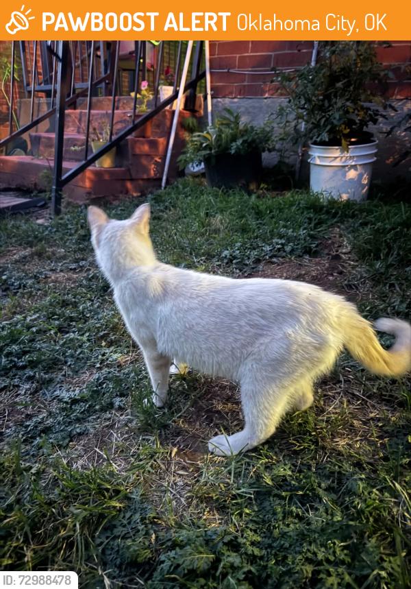 Found/Stray Male Cat last seen classen/9th , Oklahoma City, OK 73106