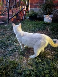 Found/Stray Male Cat last seen classen/9th , Oklahoma City, OK 73106