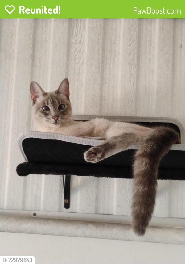 Reunited Female Cat last seen South Jeffrey point and West Meadow street , Homosassa, FL 34446