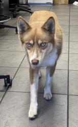 Reunited Male Dog last seen Near kella ave Whittier ca , Whittier, CA 90601