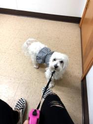 Lost Female Dog last seen kroger , Houston, TX 77015