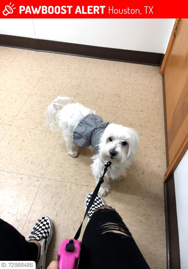 Lost Female Dog last seen kroger , Houston, TX 77015