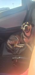 Lost Male Dog last seen Morley and monroe , Houston, TX 77061