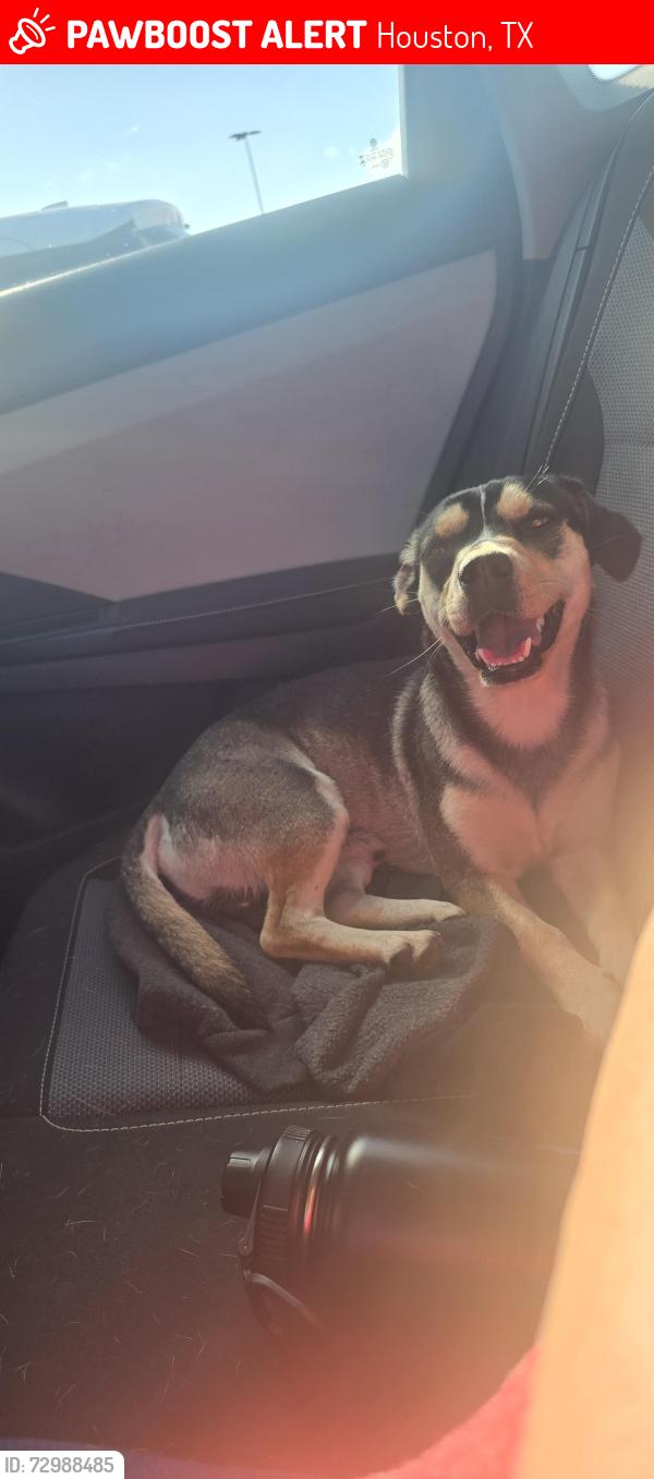 Lost Male Dog last seen Morley and monroe , Houston, TX 77061