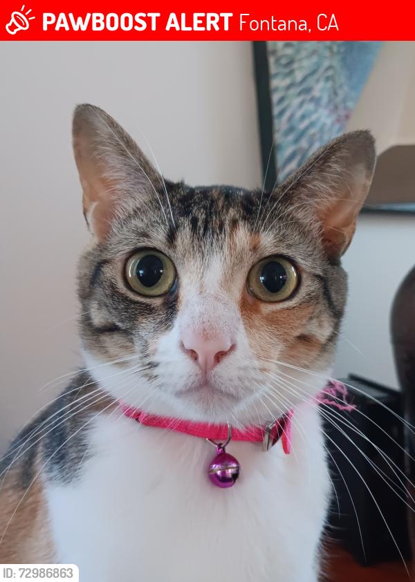 Lost Female Cat last seen Near Old Spring Rd Fontana CA , Fontana, CA 92337