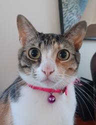 Lost Female Cat last seen Near Old Spring Rd Fontana CA , Fontana, CA 92337