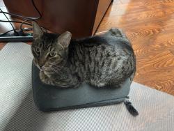 Lost Male Cat last seen Innovation computers, Miami, FL 33172