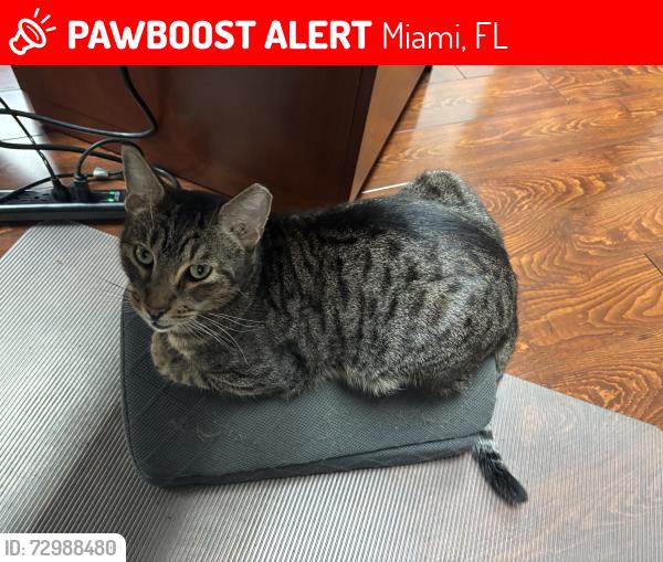 Lost Male Cat last seen Innovation computers, Miami, FL 33172