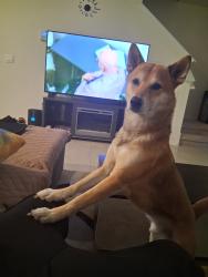 Reunited Male Dog last seen On North Macedo between Saint James and selvitz, Port St. Lucie, FL 34983