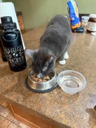Reunited Female Cat last seen Near w 63rd street , Westmont, IL 60559