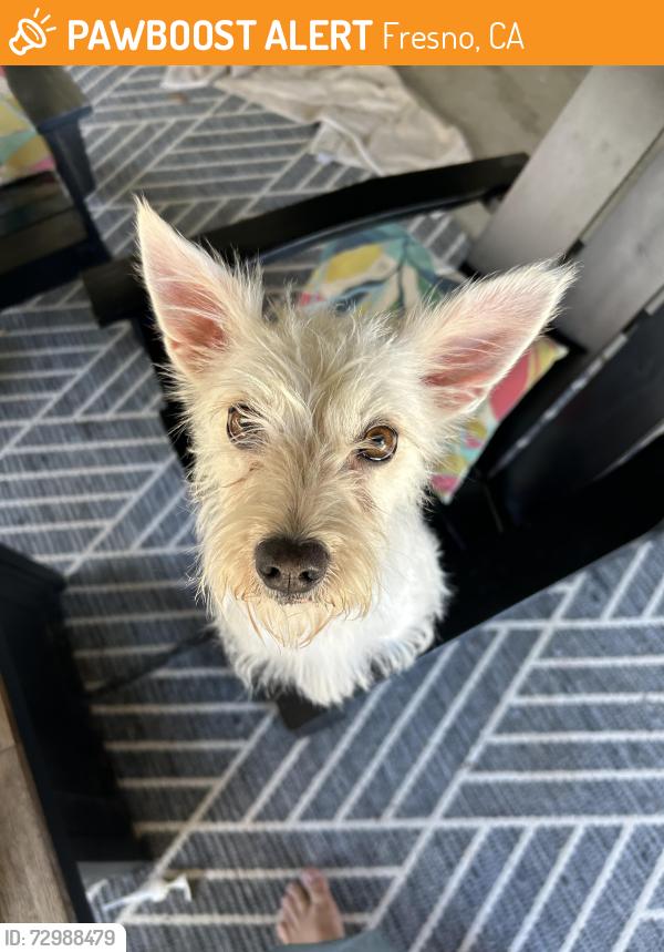 Found/Stray Female Dog last seen Clovis West High School, Fresno, CA 93720