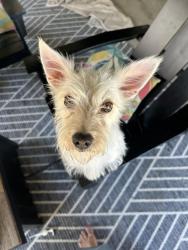 Found/Stray Female Dog last seen Clovis West High School, Fresno, CA 93720