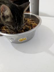 Reunited Female Cat last seen Black Snake Rd and Adger Rd. In Easley sc, Easley, SC 29640