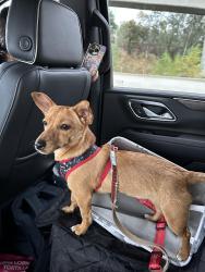 Reunited Female Dog last seen Grass area near the apmt buildings, San Diego, CA 92037