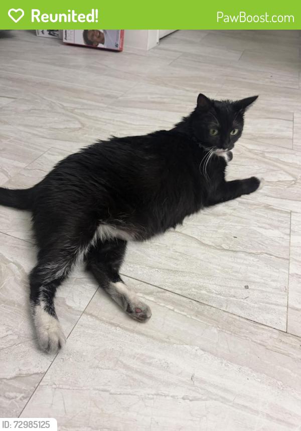 Reunited Female Cat last seen University dr, Sunrise, FL 33322