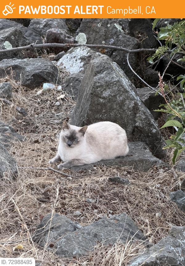 Found/Stray Unknown Cat last seen Los Gatos Creek Trail , Campbell, CA 95008