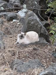 Found/Stray Unknown Cat last seen Los Gatos Creek Trail , Campbell, CA 95008
