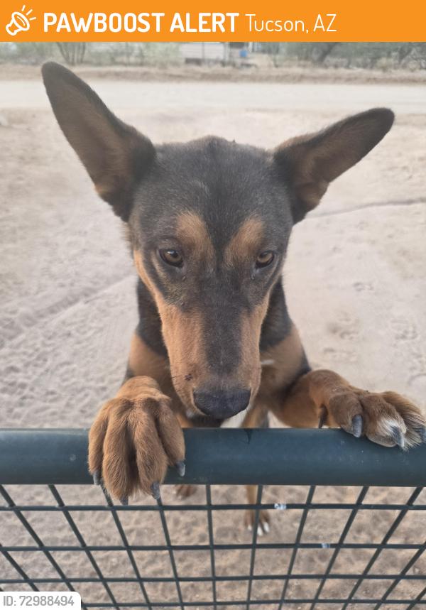 Found/Stray Male Dog last seen Gordan and Brenda st, Tucson, AZ 85736