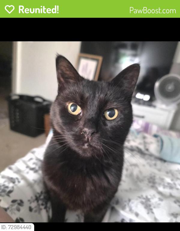 Reunited Female Cat last seen Mist Flower and Elderberry , New Braunfels, TX 78130