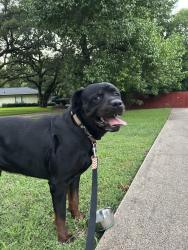 Reunited Male Dog last seen Softwood Dr and Creekhaven, Duncanville, TX 75137