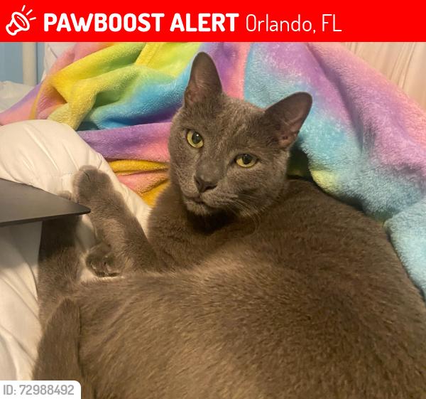 Lost Male Cat last seen Gillette Ct Bay Lakes neighborhood , Orlando, FL 32836