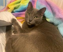 Lost Male Cat last seen Gillette Ct Bay Lakes neighborhood , Orlando, FL 32836
