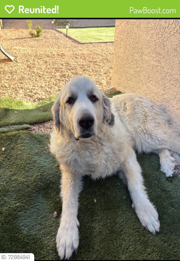 Reunited Male Dog last seen Near S 83rd Ave, Phoenix, AZ 85043, USA, Phoenix, AZ 85043