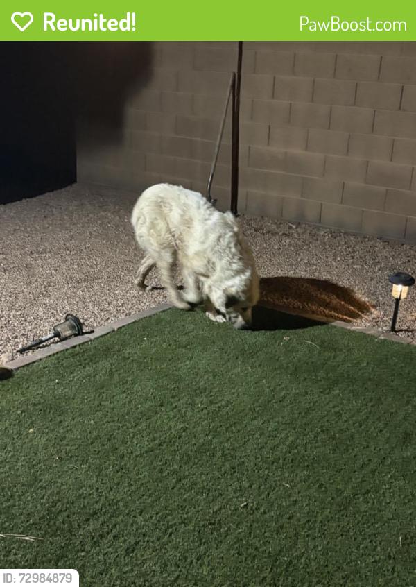 Reunited Unknown Dog last seen Near S 83rd Ave, Phoenix, AZ 85043, USA, Phoenix, AZ 85043