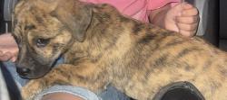 Lost Female Dog last seen Harris Nursery,Street 490, Tyler, TX 75706
