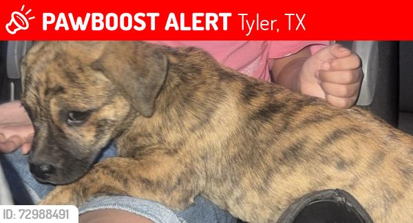 Lost Female Dog last seen Harris Nursery,Street 490, Tyler, TX 75706
