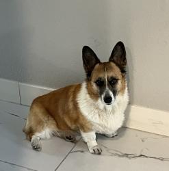 Lost Male Dog last seen past sey berkeley elementary in Tera Luna neighborhood , Las Vegas, NV 89148