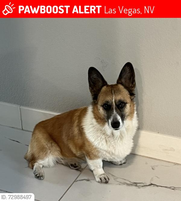 Lost Male Dog last seen past sey berkeley elementary in Tera Luna neighborhood , Las Vegas, NV 89148