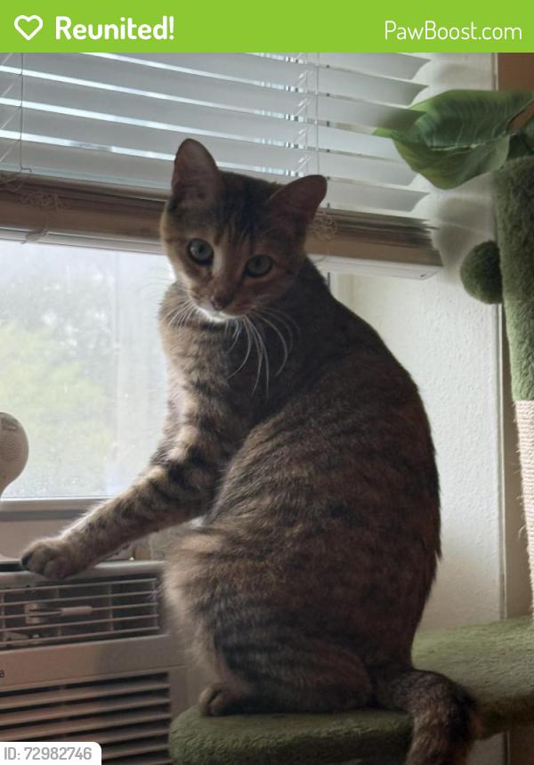 Reunited Female Cat last seen Marrimac, Deltona, FL 32725