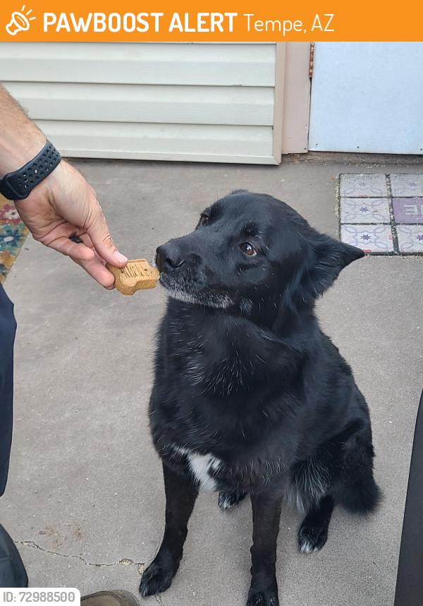 Found/Stray Female Dog last seen Rural and Baseline, Tempe, AZ 85282