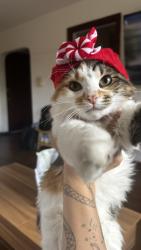 Reunited Female Cat last seen Near joselin ave, Cincinnati, OH 45220