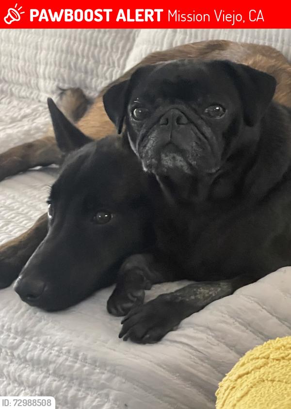Lost Male Dog last seen Near Venus st, Mission Viejo, CA 92691
